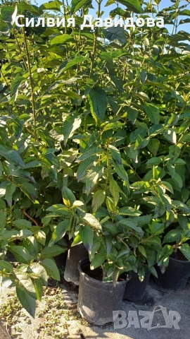 декоративни храсти и растения, снимка 2 - Градински цветя и растения - 51517818