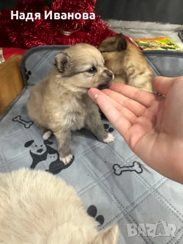 Померан/шпиц