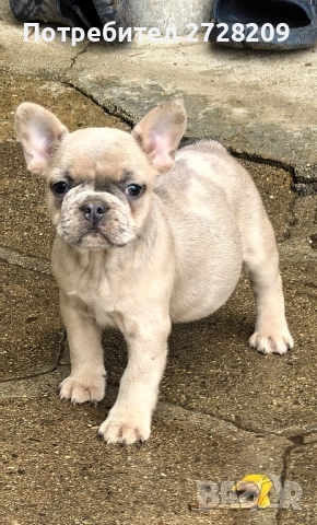 Френски Булдог/ French Bulldog, снимка 15 - Френски булдог - 51410450