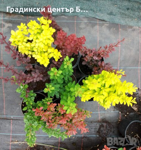 Берберис разнообразие от цветове, снимка 1 - Градински цветя и растения - 40354418