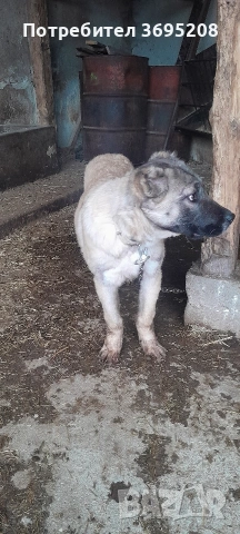 продавам куче на 4 месеца , снимка 3 - Други - 53406781