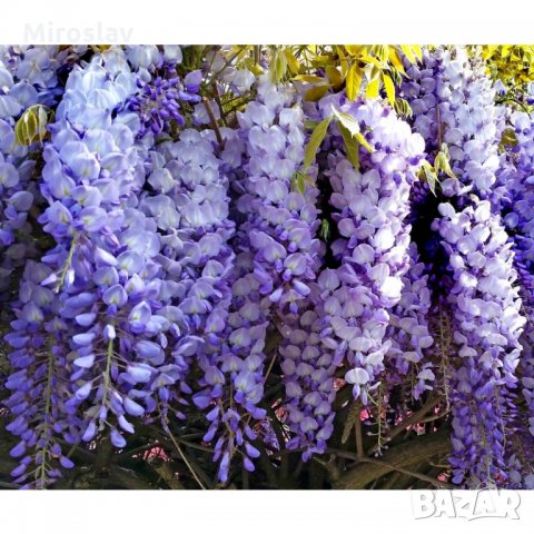 Вистерия-(Глициния), снимка 6 - Градински цветя и растения - 10505383