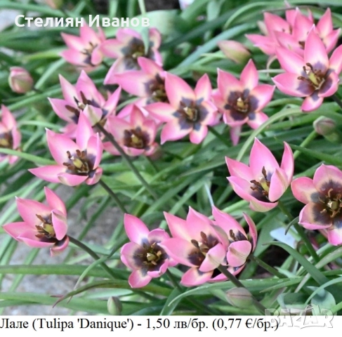 Лале (Tulipa 'Danique') - луковици