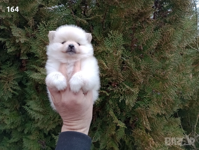 Женско мини Померанче. Реални снимки от 10.02.26 г. , снимка 4 - Померан - 53461590