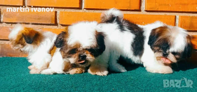 Кученца шитцу, снимка 4 - Ши Тцу - 52810323