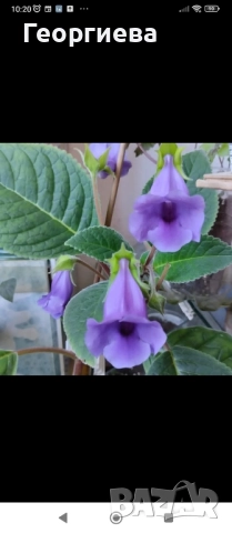 синuнгия, снимка 3 - Стайни растения - 50769848