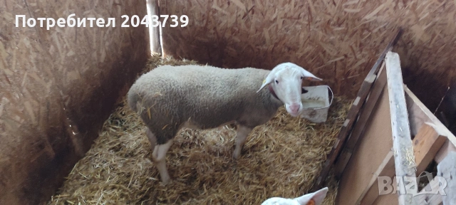 Два коча ЛАКОН., снимка 6 - Овце - 53184779