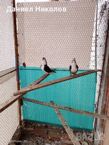 продавам гълъби румънски галацини , снимка 6 - Гълъби - 52857780