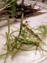 Продавам водни растения за аквариум, снимка 12