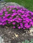 Делосперма (Delosperma cooperii), вечнозелено многогодишно сукулентно растение, снимка 1
