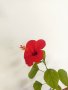Китайски рози хибискус червена фуния, снимка 9