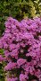 Заявки до края на месец Май💌 Кичести многогодишни Звездовидни Астри Храстовидни, снимка 1 - Градински цветя и растения - 38471146