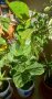 Фикус Лирата 125см, снимка 1 - Градински цветя и растения - 44036585