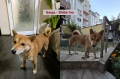 Продавам кученца Shiba Inu, снимка 5
