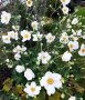 👉👉👉Бяла градинска анемония Anemone hybrida Заявки пролетта Броят е ограничен , снимка 2