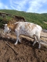 Крава за угояване, снимка 2