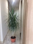 Хлорофитум, Драцена, снимка 6