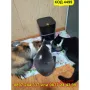 Автоматична WiFi Хранилка с Камера и Програматор – За Котки и Кучета - КОД 4499, снимка 5