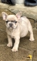 Френски Булдог/ French Bulldog, снимка 15