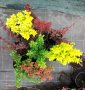 Берберис разнообразие от цветове, снимка 1 - Градински цветя и растения - 40354418