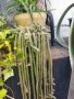 Различни видове и големини кактуси