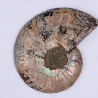Иридесцентен амонит срязан 30g 57mm, снимка 1 - Други ценни предмети - 37987578