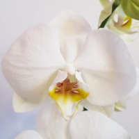 Oрхидея Phalaenopsis Mix15 (Бял Фаленопсис, 2 Цвет.), снимка 2 - Стайни растения - 44893121