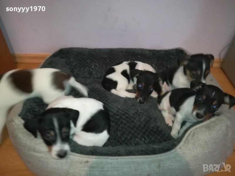 джак ръсел женски кутрета с паспорт и ваксина 1910251308, снимка 1