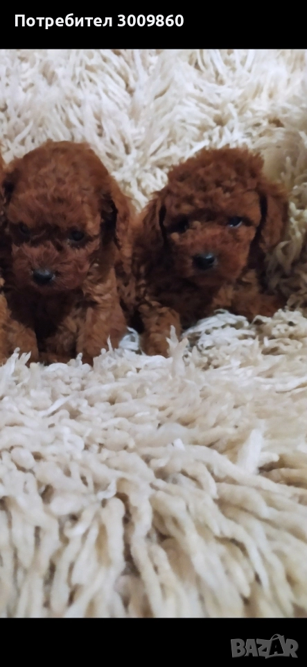 Той пудел , снимка 1