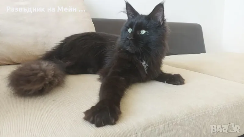 Мейн Куун красиво черно момче, снимка 1