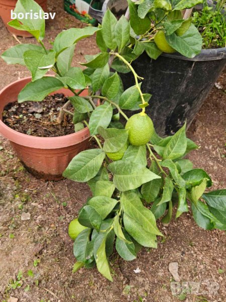 Лимони(корен), снимка 1