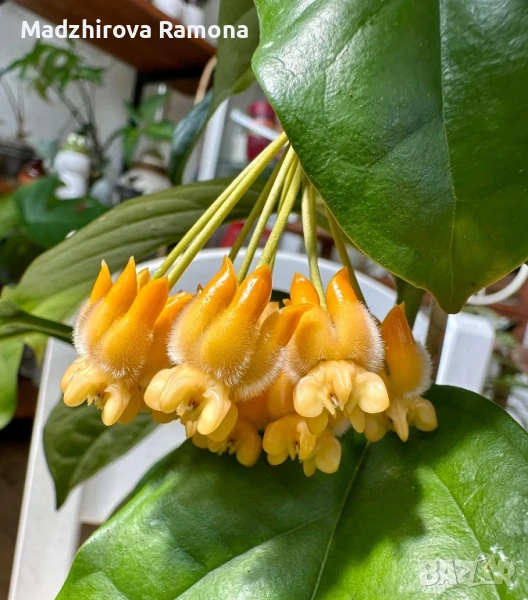 Hoya lasiantha , снимка 1