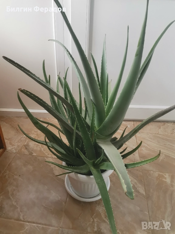 Алое вера , снимка 1