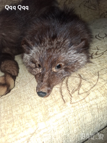 Лисича яка- като нова, снимка 1