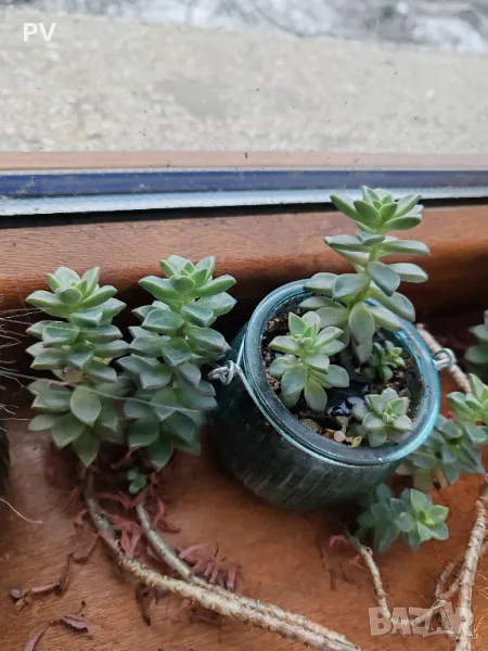 Кактуси и сукулентни, снимка 1