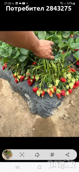 Продавам разсад ягоди , снимка 1