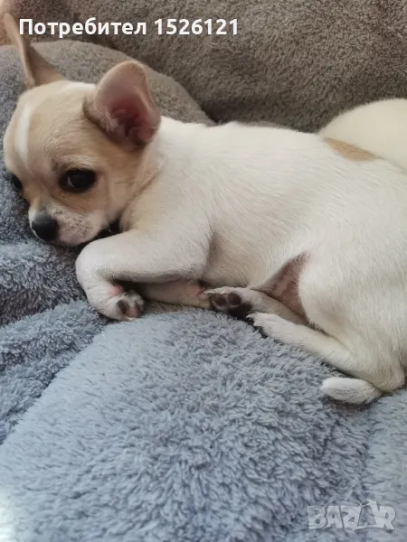 кученца чихуахуа , снимка 1