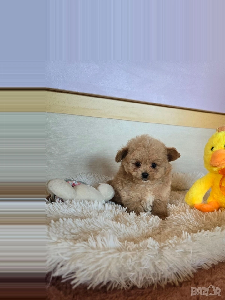 Помапу момче , снимка 1