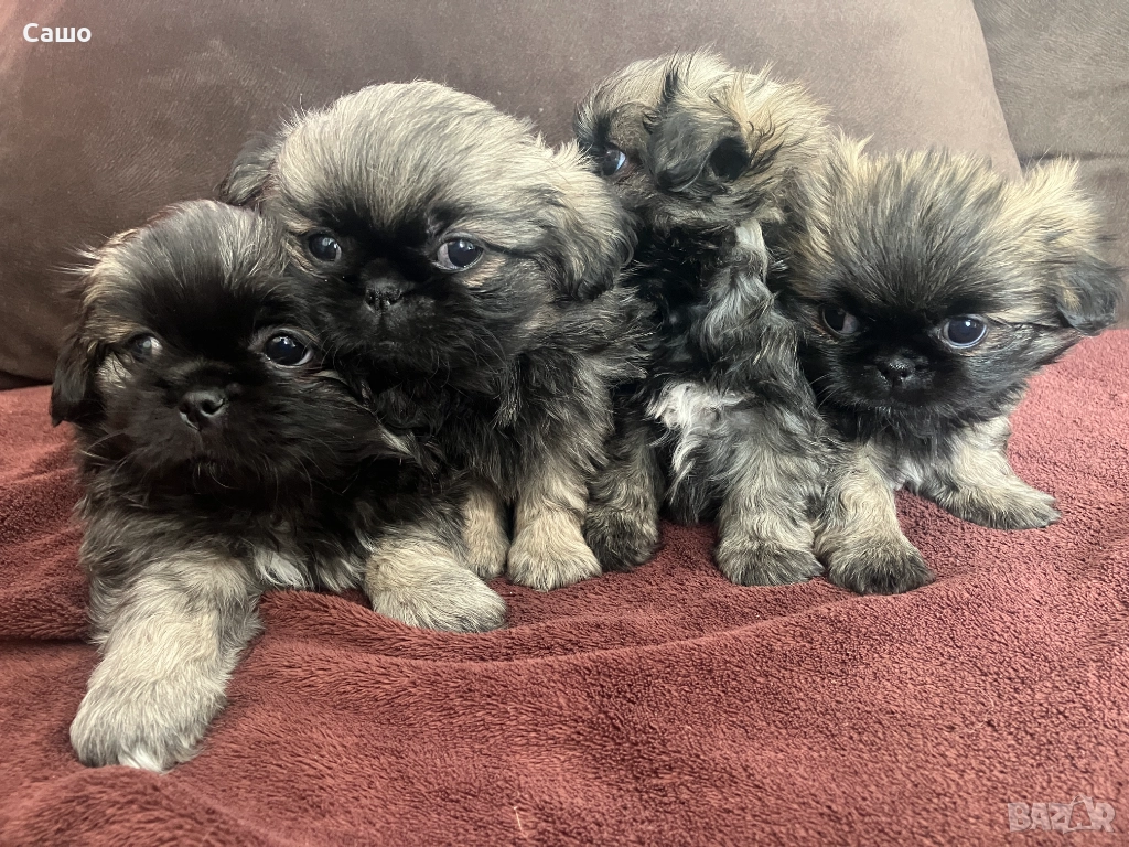 Малки Пекинези, снимка 1