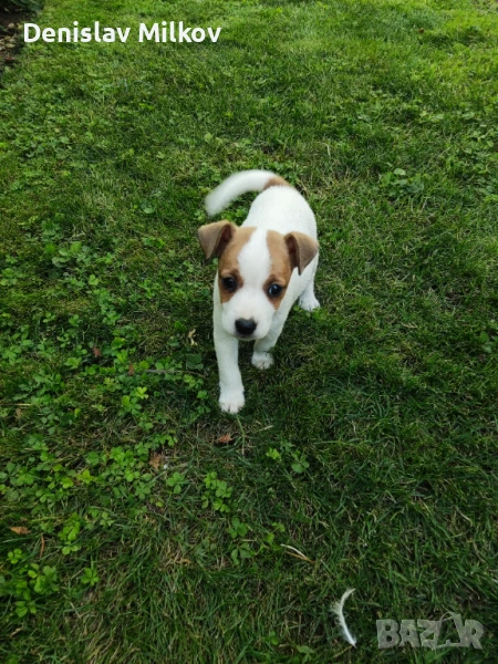     Джак Ръсел , снимка 1