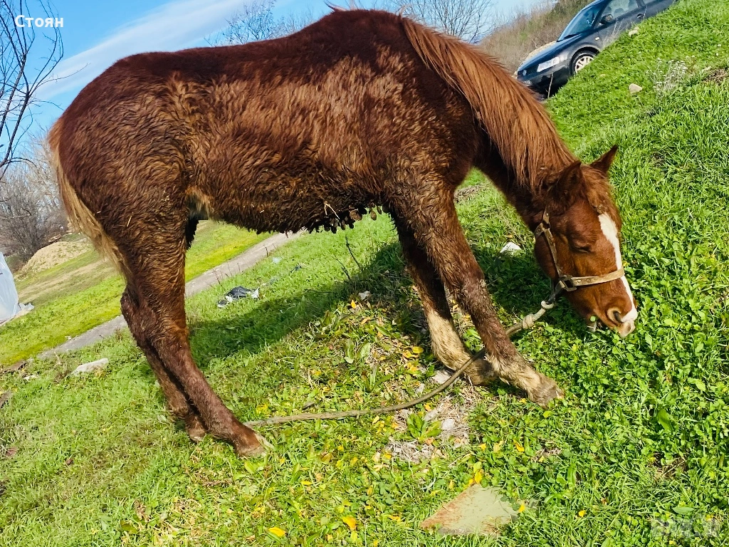 Мъжко конче хафлингер, снимка 1