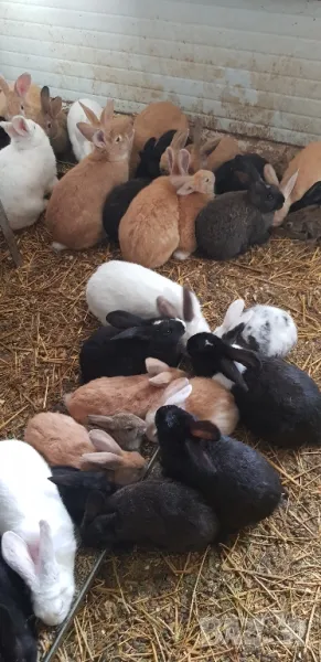 Продавам зайци, снимка 1