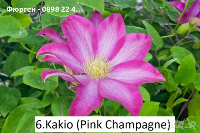 Клематис налични 33 вида, снимка 7 - Разсади - 48740865