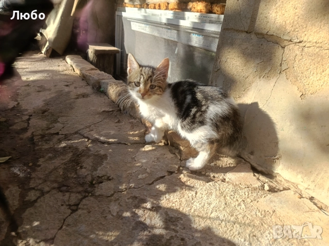 Подарявам коте, снимка 2 - Други - 50366989