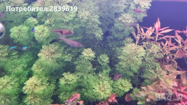 Аквариумни растения , снимка 11 - Други - 48767245