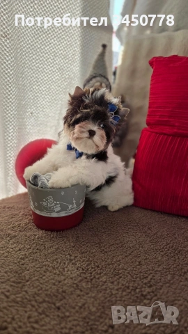 мини йоркшир момче, снимка 8 - Йоркширски териер - 53006502