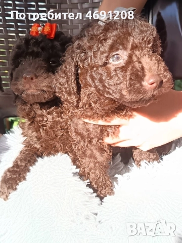 Пудел мини шоколад, снимка 14 - Пудели - 52889210