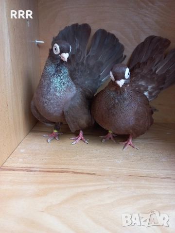 Варненски Гълъби, снимка 3 - Гълъби - 52517436