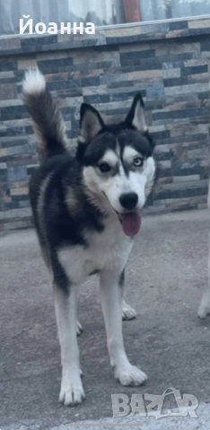 Чистокръвни Хъскита, снимка 5 - Хъски - 52447495