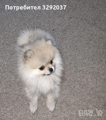 Продавам померан 